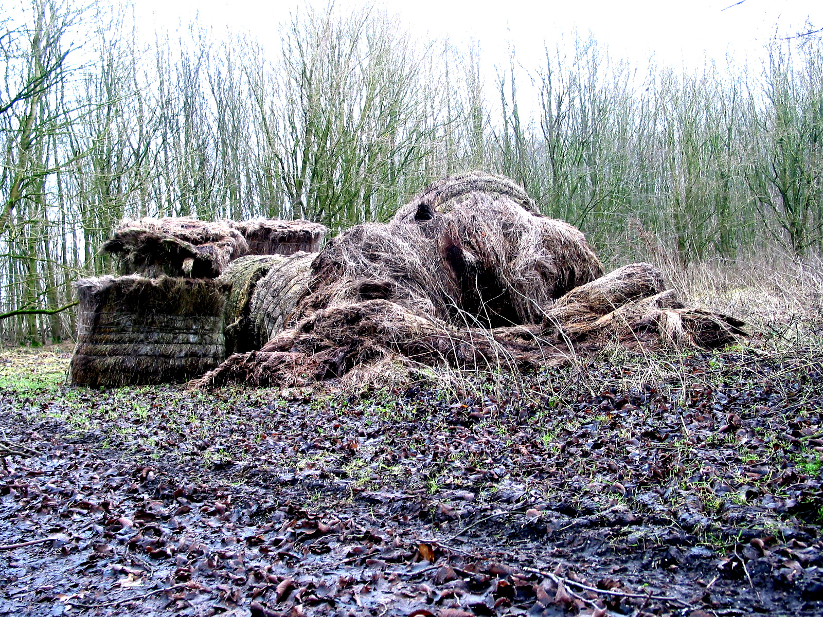 INGESTORT