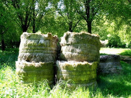 jonge-vlasplanten-2009-440x330